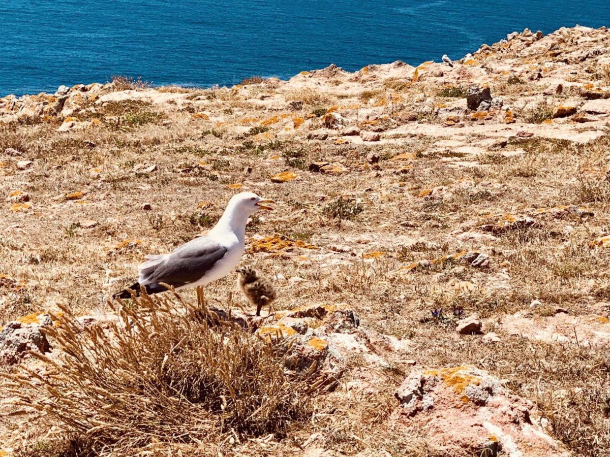 Berlengas Archipel - Ein Tagesausflug zum Inseltraum 22