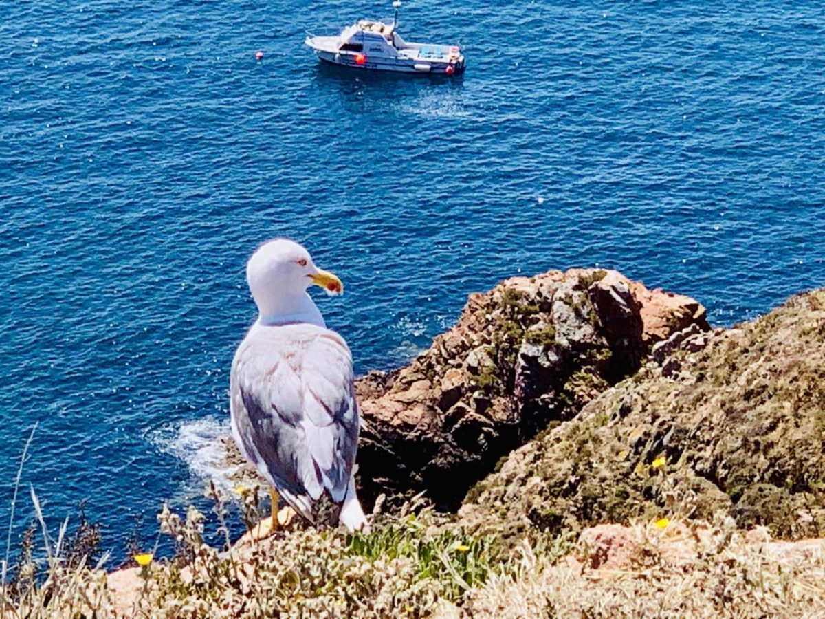 Berlengas Archipel - Ein Tagesausflug zum Inseltraum 10